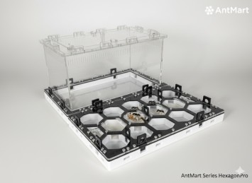 Безопасное хобби дома: почему муравьиная ферма от AntMart стала трендом среди родителей