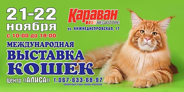 Международная выставка кошек в "Караване" 