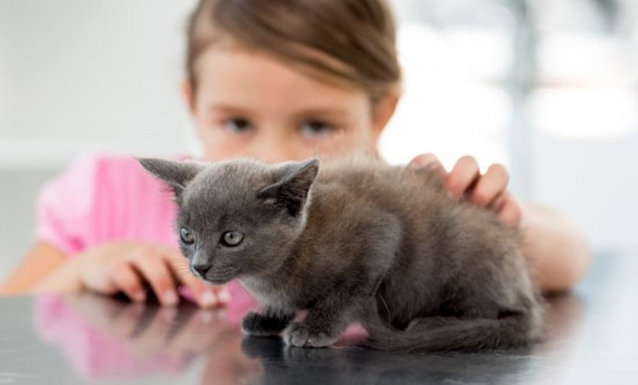 Что делать, если у ребенка возникла аллергия на котенка?